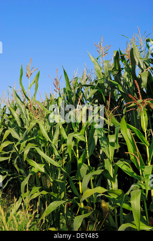 Mais (Zea Mays), blühend, North Rhine-Westphalia Stockfoto