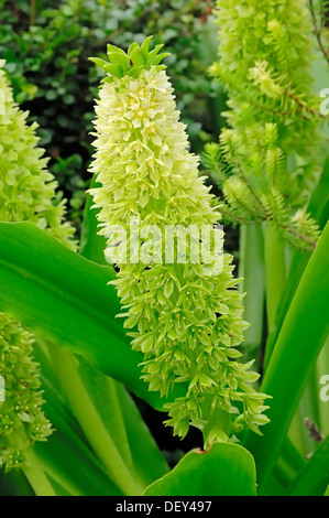 Ananas-Lily (Eucomis bicolor), stammt aus Afrika, Zierpflanze Stockfoto