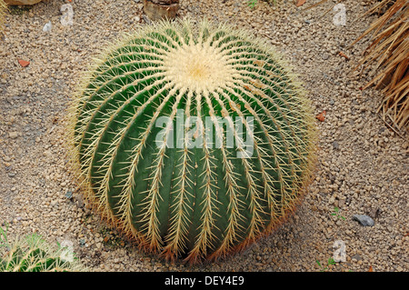 Golden Barrel Cactus oder Mutter-in-Law Kissen (Echinocactus Grusonii) stammt aus Mexiko, Nordamerika Stockfoto