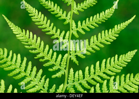 Lady Farn (entstanden Filix-Femina), Blatt Detail, North Rhine-Westphalia Stockfoto