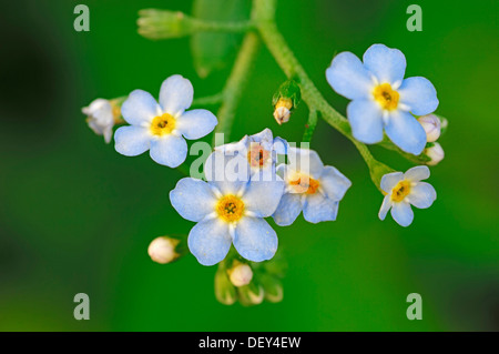 Wasser, Vergissmeinnicht oder wahre Vergissmeinnicht (Myosotis Scorpioides, Myosotis Palustris), North Rhine-Westphalia Stockfoto