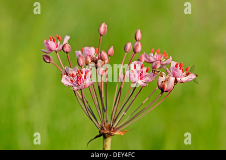 Blühende Rush (Butomus Umbellatus), North Rhine-Westphalia Stockfoto