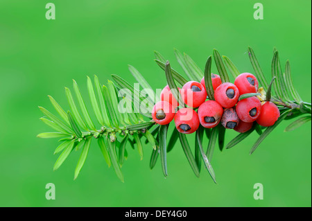 Eibe (Taxus Baccata), Zweig mit Beeren, giftige Pflanze, North Rhine-Westphalia Stockfoto