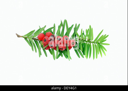 Eibe (Taxus Baccata), Zweig mit Beeren, giftige Pflanze, North Rhine-Westphalia Stockfoto