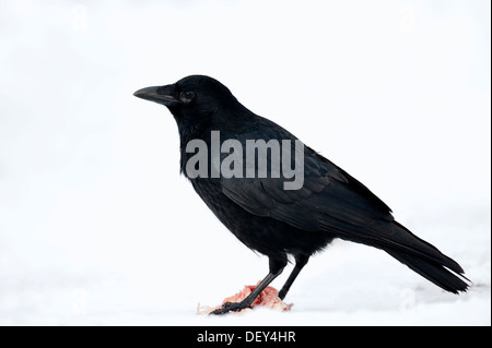 AAS-Krähe (Corvus Corone Corone) aufräumen, im Winter, North Rhine-Westphalia, Deutschland Stockfoto