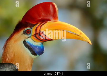 Genoppt Hornbill oder Sulawesi Wrinckled Hornbill (Aceros Cassidix), Männlich, Porträt, vorkommen in Indonesien, Gefangenschaft, Deutschland Stockfoto