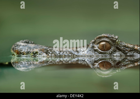 Glatt-fronted Kaiman oder Schneider'sDwarf Caiman (Paleosuchus Trigonatus), Porträt, mit seiner Spiegelung im Wasser Stockfoto