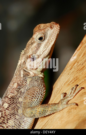 Gemeinsamen Agama, Red-headed Rock Agama oder Rainbow Agama (Agama Agama), Weiblich, ursprünglich aus Afrika, Gefangenschaft, Bergkamen Stockfoto