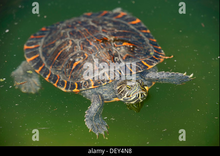 Western gemalt Schildkröten (Chrysemys Picta Bellii), in Nordamerika, Gefangenschaft, Bergkamen, Nordrhein-Westfalen, Deutschland Stockfoto