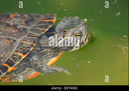 Western gemalt Schildkröten (Chrysemys Picta Bellii), in Nordamerika, Gefangenschaft, Bergkamen, Nordrhein-Westfalen, Deutschland Stockfoto