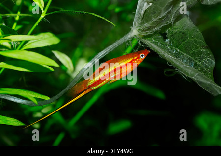 Rote Schwertträger (Xiphophorus Helleri), Männlich, in Gefangenschaft, North Rhine-Westphalia, Germany Stockfoto