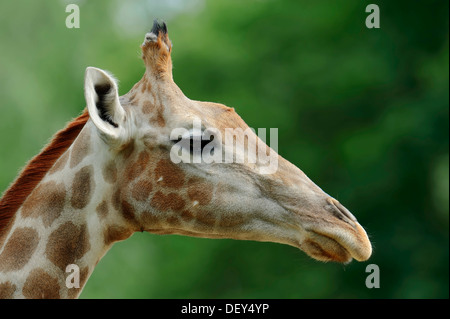 Angolanische Giraffe (Giraffa Plancius Angolensis), Porträt, ursprünglich aus Sambia, Namibia, Botswana und Simbabwe, Gefangenschaft, Frankreich Stockfoto