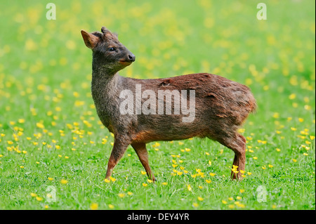 Südliche Pudu (Pudu Pudu), männliche stehend in einer Blumenwiese, die ursprünglich aus Südamerika, Gefangenschaft, Niederlande Stockfoto