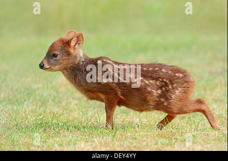 Südliche Pudu (Pudu Pudu), jung, heimisch in Südamerika, in Gefangenschaft, Niederlande Stockfoto