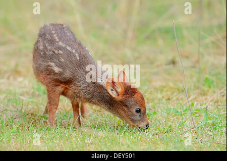 Südliche Pudu (Pudu Pudu), jung, heimisch in Südamerika, in Gefangenschaft, Niederlande Stockfoto