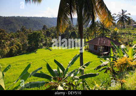 Indonesien, Bali, Mittelgebirge, Munduk, Reisfelder und Berge Landschaft rund um das beliebte Wanderziel von Munduk Stockfoto