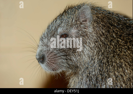 Desmarest Baumratte oder kubanischen Baumratte (Capromys Pilorides), Portrait, gebürtig aus Kuba, Gefangenschaft, Deutschland Stockfoto