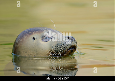 Dichtung (Phoca Vitulina), juvenile Schwimmen im Wasser, Gefangenschaft, Schleswig-Holstein, Deutschland Stockfoto