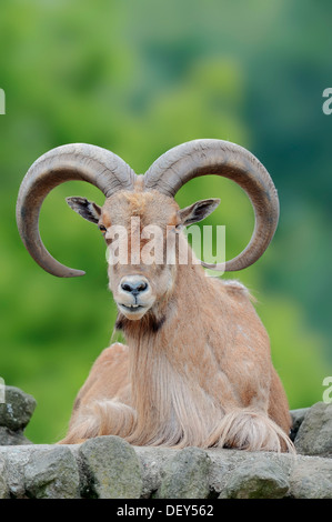 Mähnenspringer (Ammotragus Lervia), Männlich, ursprünglich aus Nord-Afrika, in Gefangenschaft, Deutschland Stockfoto