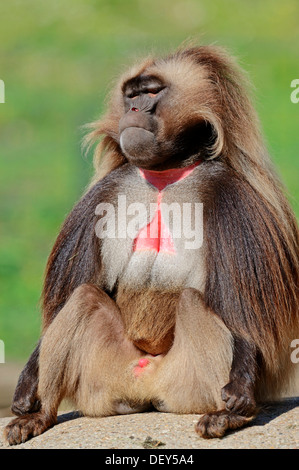 Gelada oder Gelada Pavian (Theropithecus Gelada), Männlich, vorkommen in Äthiopien, Gefangenschaft, Frankreich Stockfoto