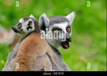 Katta (Lemur Catta), Weibchen mit jungen, vorkommen in Madagaskar, Gefangenschaft, Deutschland Stockfoto