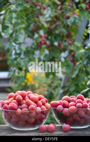 Schalen der gepflückten Victoria Pflaumen mit dem Baum hinter. Stockfoto