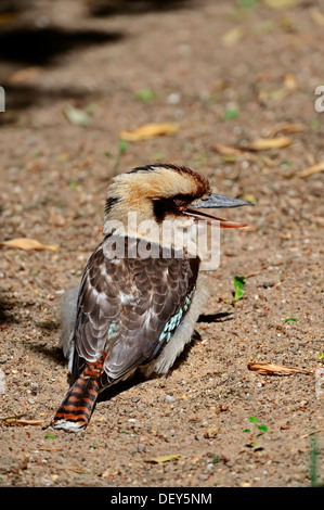 Lachen, Jack oder Laughing Kookaburra (Dacelo Gigas, Dacelo Novaeguineae), vorkommen in Australien, Gefangenschaft, Deutschland Stockfoto