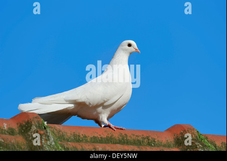 Indische Taube (Columba Livia Forma Domestica), North Rhine-Westphalia, Germany Stockfoto