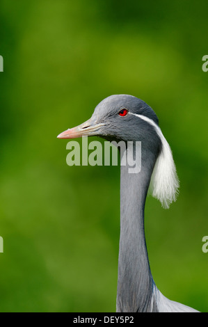 Demoiselle Kran (Anthropoides Virgo, Grus Virgo), Porträt, vorkommen in Afrika und Asien, in Gefangenschaft, Deutschland Stockfoto