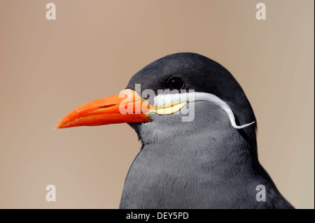 Inka-Seeschwalbe (Larosterna Inca), Porträt, vorkommen in Südamerika, in Gefangenschaft, Niederlande Stockfoto