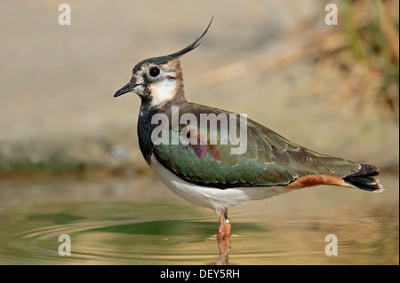 Nördlichen Kiebitz (Vanellus Vanellus), stehend im Wasser, North Rhine-Westphalia, Deutschland Stockfoto