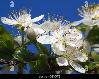 schöne weiße Obstblüte im Frühling Stockfoto