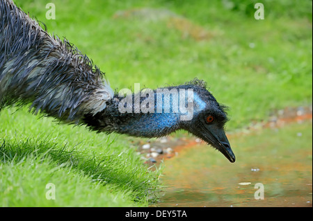 Emu (Dromaius Novaehollandiae), trinken, vorkommen in Australien, Gefangenschaft, Niederlande Stockfoto