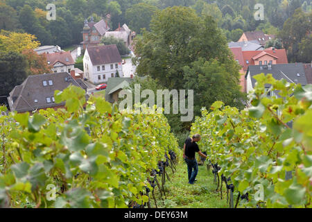 Bad Sulza, Deutschland. 25. September 2013. Michael Bock, Winzer auf den Bock und Töchter Weinbergen im Weinberg mit Regent Trauben in Bad Sulza, Deutschland, 25. September 2013. Viele junge Winzer haben in den letzten Jahren entlang der Saale und Unstrut in Thüringen und Sachsen-Anhalt Weinberge begonnen. Foto: MARC TIRL/Dpa/Alamy Live News Stockfoto