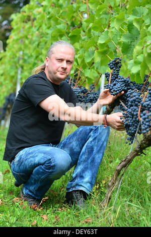 Bad Sulza, Deutschland. 25. September 2013. Michael Bock, Winzer auf den Bock und Töchter Weinbergen im Weinberg mit Regent Trauben in Bad Sulza, Deutschland, 25. September 2013. Viele junge Winzer haben in den letzten Jahren entlang der Saale und Unstrut in Thüringen und Sachsen-Anhalt Weinberge begonnen. Foto: MARC TIRL/Dpa/Alamy Live News Stockfoto