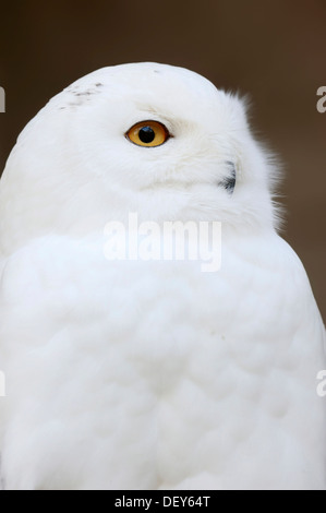 Schnee-Eule (Bubo Scandiacus, Bubo Scandiaca, Nyctea Scandiaca), Männlich, Porträt, vorkommen in Nordeuropa, Sibirien Stockfoto