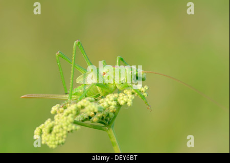Große grüne Bush Cricket (Tettigonia Viridissima), Weiblich, larval Stadium, North Rhine-Westphalia, Germany Stockfoto