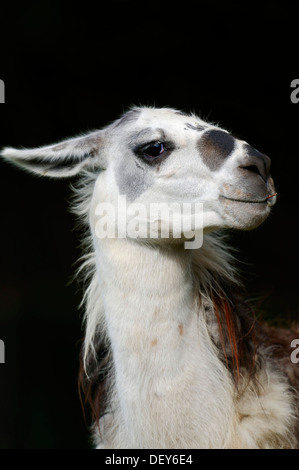 Lama (Lama Glama), Porträt, heimisch in Südamerika, in Gefangenschaft, Niederlande Stockfoto