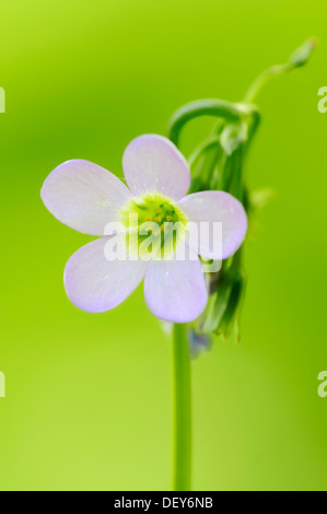 Zehn-leaved rosa-Sauerampfer oder Tenleaf Sauerklee (Oxalis Decaphylla) vorkommen in Nordamerika, Zierpflanze Stockfoto