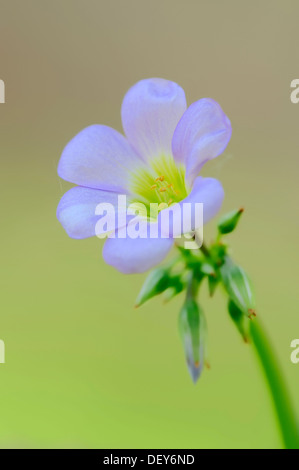 Zehn-leaved rosa-Sauerampfer oder Tenleaf Sauerklee (Oxalis Decaphylla) vorkommen in Nordamerika, Zierpflanze Stockfoto