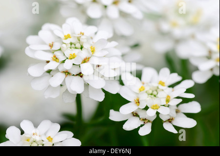 Immergrüne Schleifenblume oder mehrjährige Schleifenblume (Iberis Sempervirens), North Rhine-Westphalia, Germany Stockfoto