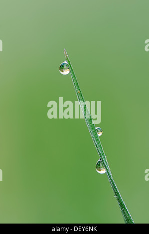 Grashalm mit Wassertropfen, Bergkamen, Nordrhein-Westfalen, Deutschland Stockfoto