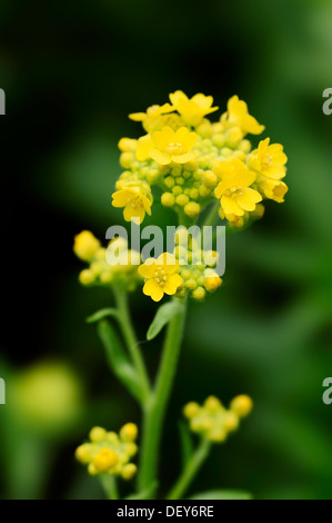 Goldentuft Alyssum, Basket of Gold, Alyssum Rock oder Rock Scharfkraut (Alyssum saxatile), in Blüte, North Rhine-Westphalia, Deutschland Stockfoto