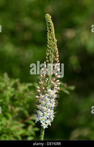 Fuchsschwanz Lily (Eremurus Robustus), vorkommen in Asien, North Rhine-Westphalia, Deutschland Stockfoto