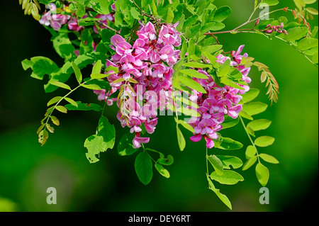 Robinie oder falsche Akazie (Robinia Hybrid) Vielzahl Casque Rouge, Zweig mit Blüten, Bergkamen, Nordrhein-Westfalen Stockfoto