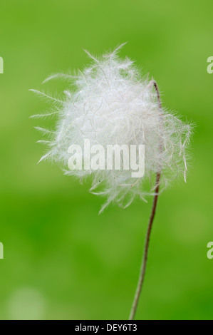 White Mountain Avens, weiss Dryas oder White Dryade (Dryas Octopetala), Samen, Kopf, Bayern, Deutschland Stockfoto