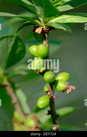 Seidelbast (Daphne Mezereum), Zweig mit Früchten, North Rhine-Westphalia, Deutschland Stockfoto