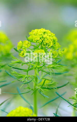 Zypressen-Wolfsmilch (Euphorbia Cyparissias), North Rhine-Westphalia, Deutschland Stockfoto