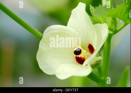 Okra oder die Biskotten (Abelmoschus Esculentus Hibiscus Esculentus), in Blüte, Bergkamen, Nordrhein-Westfalen, Deutschland Stockfoto