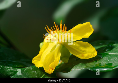 Ochna, aus der Vogelperspektive Bush oder Mickey-Maus-Pflanze (Ochna Kirkii)-Blume, vorkommen in Kenia, Tansania und Mosambik Stockfoto